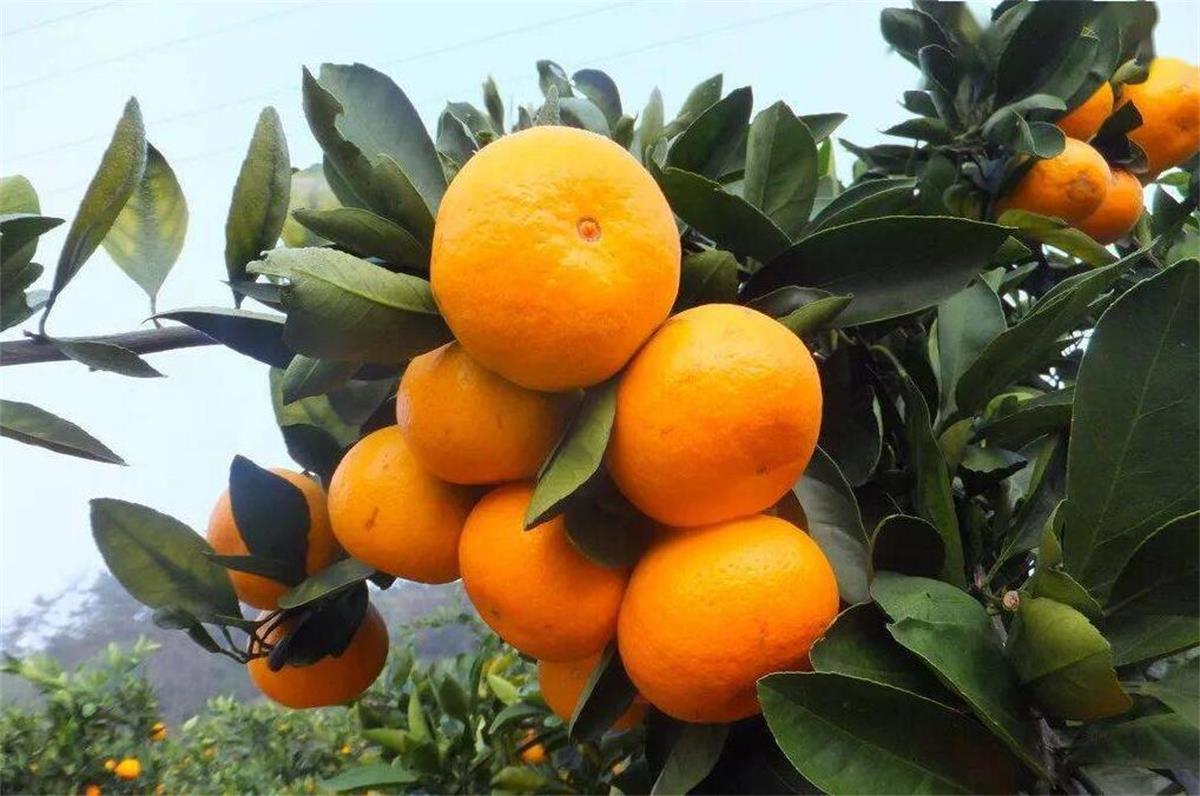 橘子2.jpg