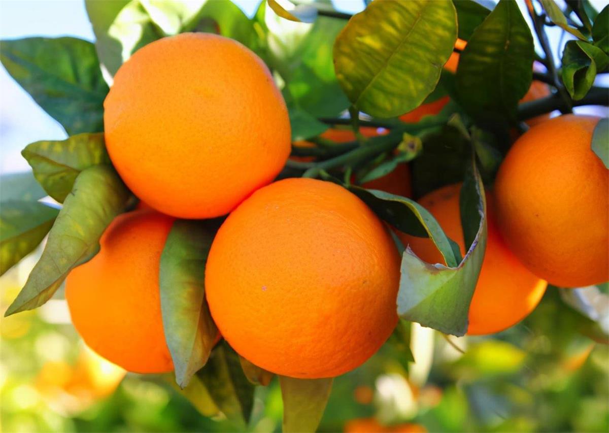 橘子3.jpeg