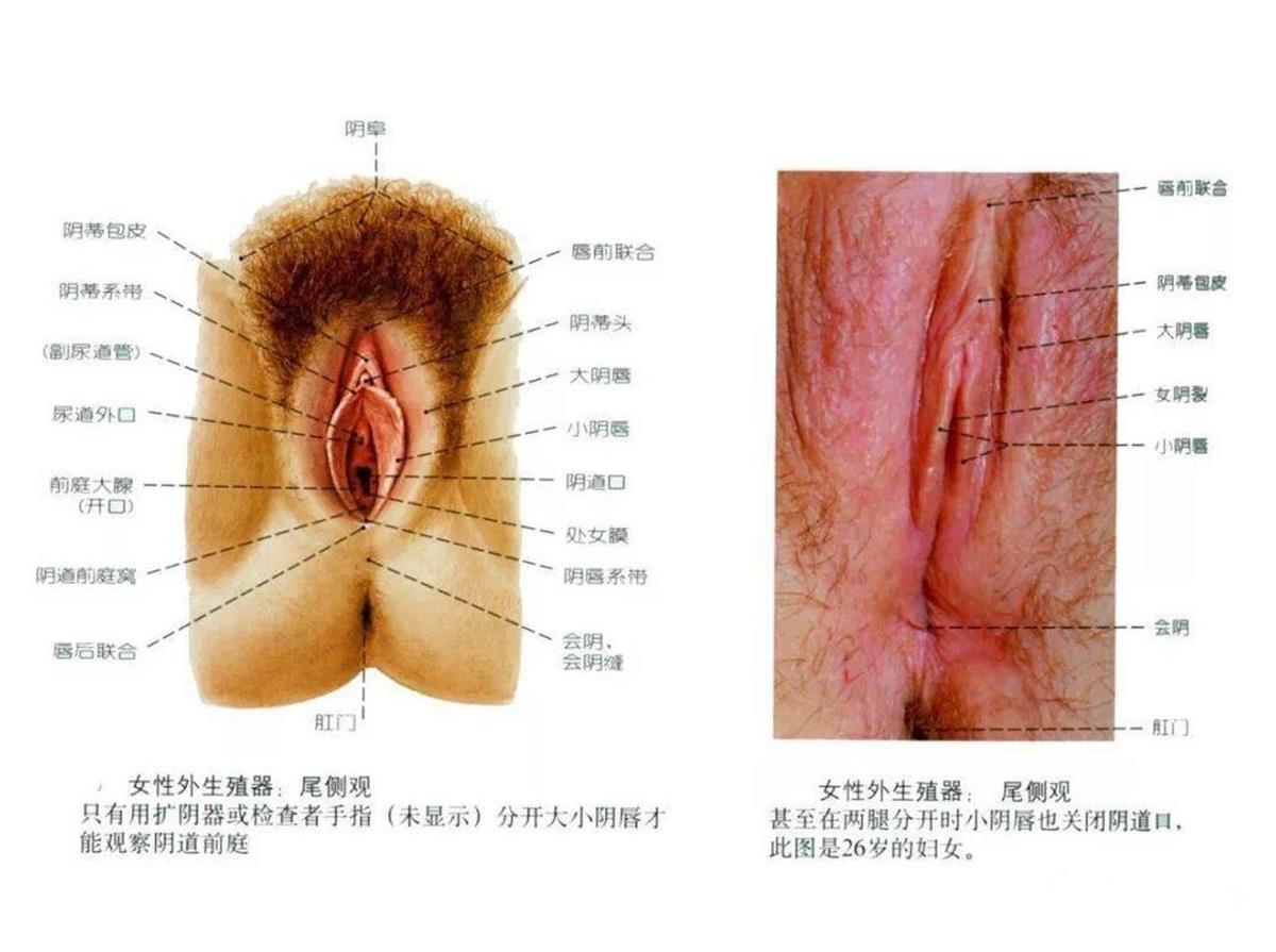 女人人体生理学图片 (3).jpg